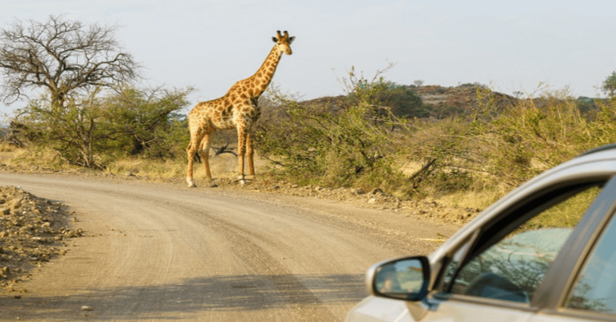 Maasai Mara Game Reserve: Budget Friendly Safaris